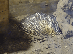 Short-beaked Echidna at the Oceania section of ZOO Planckendael