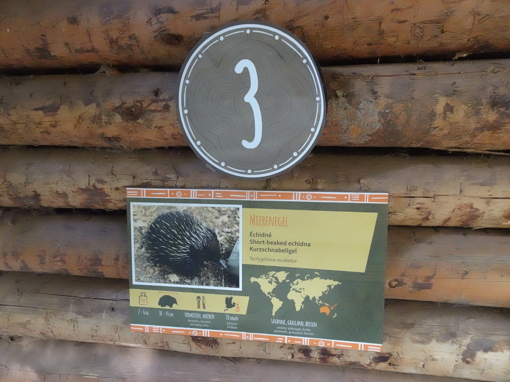 Explanation on the Short-beaked Echidna at the Oceania section of ZOO Planckendael