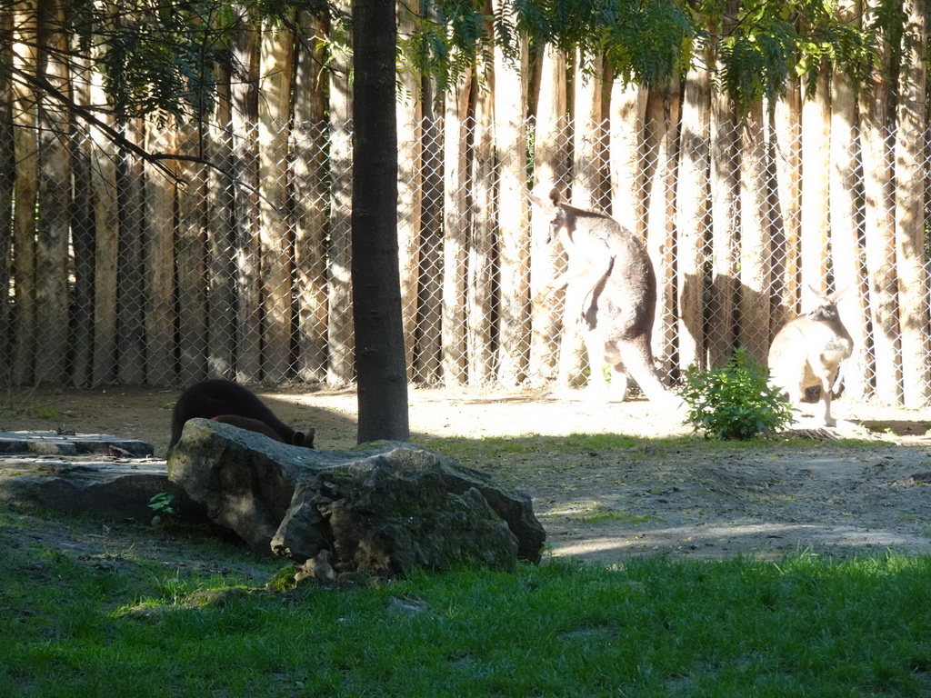 Eastern Grey Kangaroos at the Oceania section of ZOO Planckendael