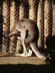 Eastern Grey Kangaroos at the Oceania section of ZOO Planckendael