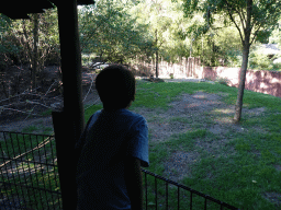 Max with Eastern Grey Kangaroos at the Oceania section of ZOO Planckendael