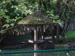 Emu at the Oceania section of ZOO Planckendael