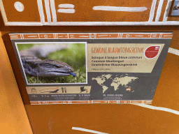 Explanation on the Common Bluetongue at the Reptile House at the Oceania section of ZOO Planckendael