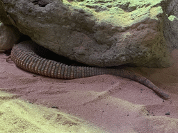 mechelen_3_181 - 382 kb - 1024x768 - Ridgetail Monitor at the Reptile House at the Oceania section of ZOO Planckendael Ridgetail Monitor at the Reptile House at the Oceania section of ZOO Planckendael