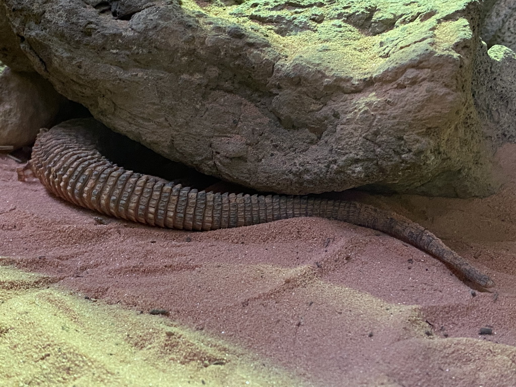 Ridgetail Monitor at the Reptile House at the Oceania section of ZOO Planckendael