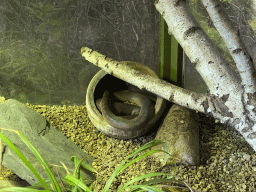mechelen_3_183 - 434 kb - 1024x768 - Children`s Python at the Reptile House at the Oceania section of ZOO Planckendael Children`s Python at the Reptile House at the Oceania section of ZOO Planckendael