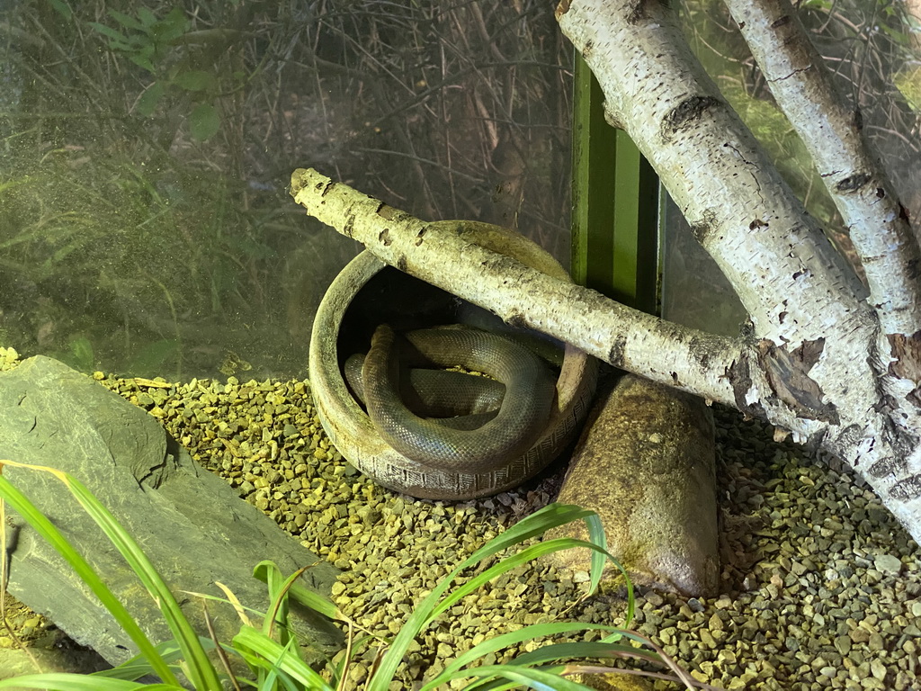 Children`s Python at the Reptile House at the Oceania section of ZOO Planckendael