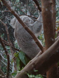 Koala at the Oceania section of ZOO Planckendael