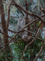 Koala at the Oceania section of ZOO Planckendael
