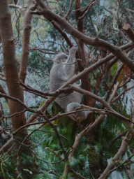 mechelen_3_187 - 278 kb - 768x1024 - Koala at the Oceania section of ZOO Planckendael Koala at the Oceania section of ZOO Planckendael