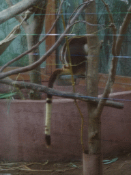 Goodfellow`s Tree-Kangaroo at the Oceania section of ZOO Planckendael