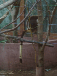 mechelen_3_188 - 233 kb - 768x1024 - Goodfellow`s Tree-Kangaroo at the Oceania section of ZOO Planckendael Goodfellow`s Tree-Kangaroo at the Oceania section of ZOO Planckendael