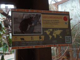 Explanation on the Goodfellow`s Tree-Kangaroo at the Oceania section of ZOO Planckendael