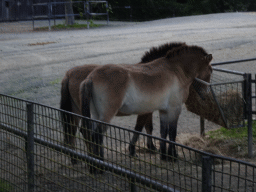 Przewalski`s Horses at the Asia section of ZOO Planckendael