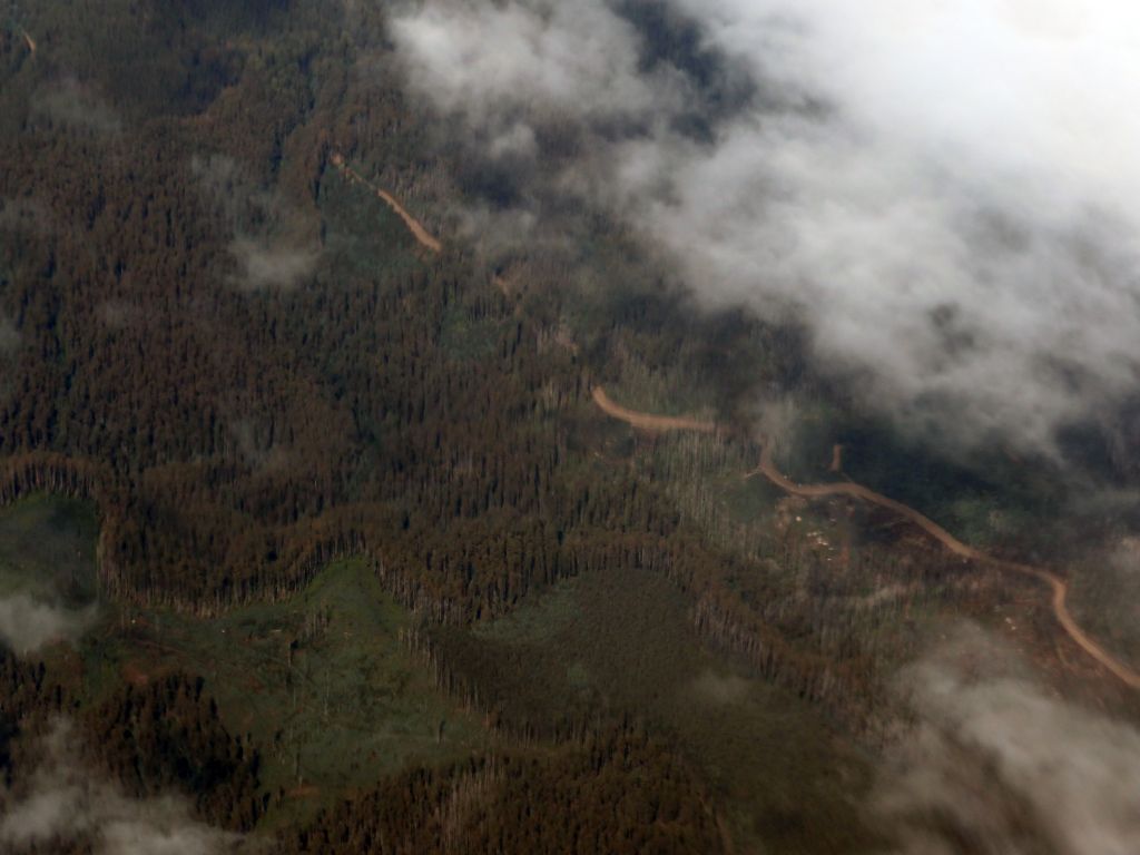 Forest at Lake Mountain, viewed from the airplane from Sydney