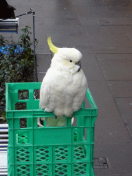 Sulphur-crested cockatoo at Swanston Street