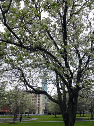 Tree with flowers in the park at the north side of the Melbourne Convention and Exhibition Centre