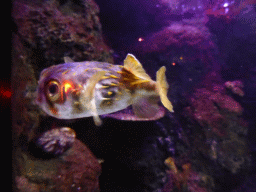 Fish in an aquarium near the entrance of the Sea Life Melbourne Aquarium