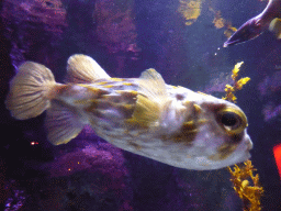 Fish in an aquarium near the entrance of the Sea Life Melbourne Aquarium