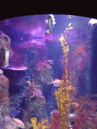 Fish and corals in an aquarium near the entrance of the Sea Life Melbourne Aquarium