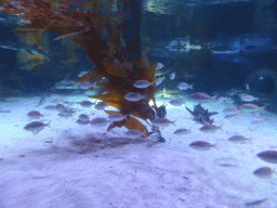Fish at the Bay of Rays at the Sea Life Melbourne Aquarium
