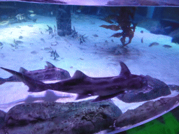 Elephant Sharks at the Bay of Rays at the Sea Life Melbourne Aquarium