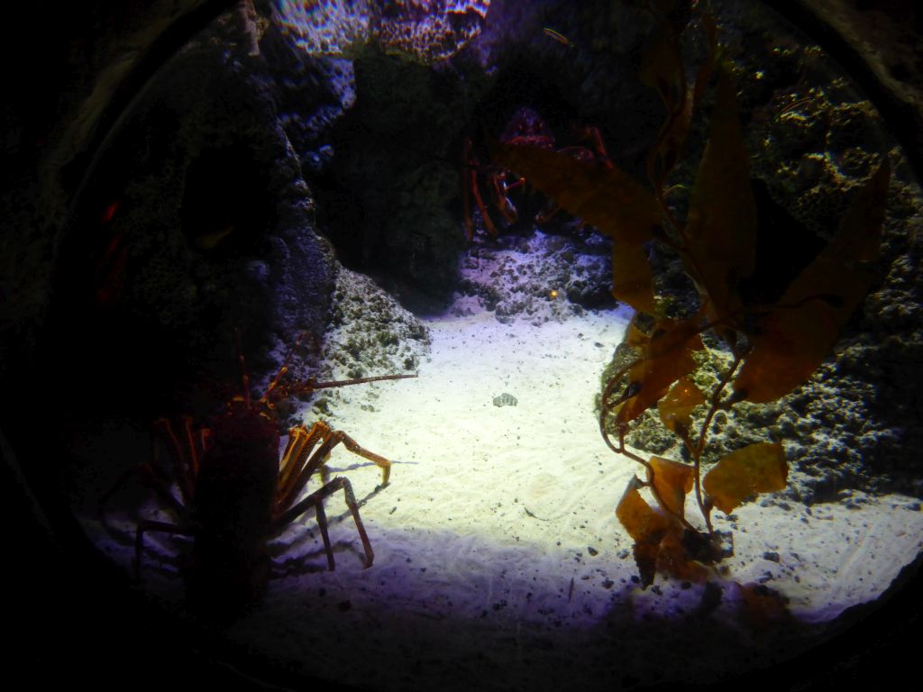 Lobster at the Mangroves and Rockpools at the Sea Life Melbourne Aquarium