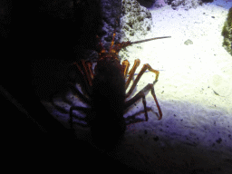 Lobster at the Mangroves and Rockpools at the Sea Life Melbourne Aquarium