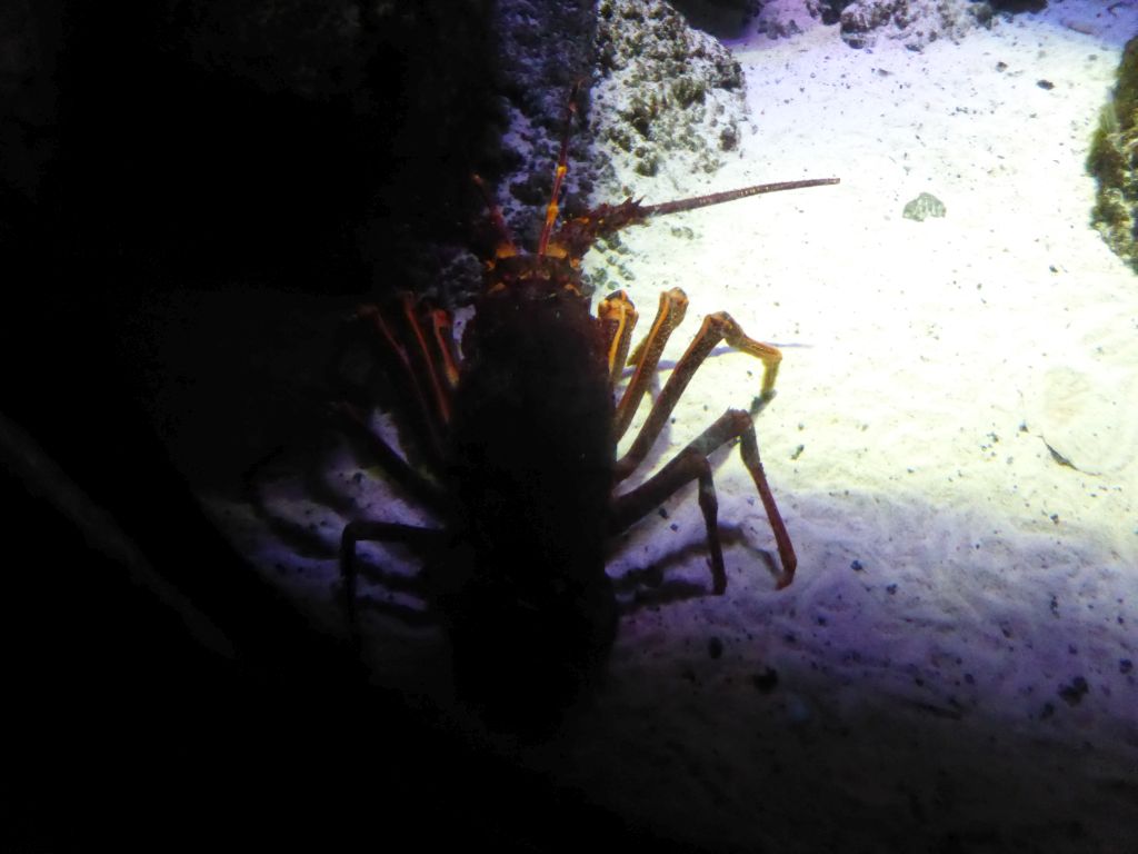 Lobster at the Mangroves and Rockpools at the Sea Life Melbourne Aquarium