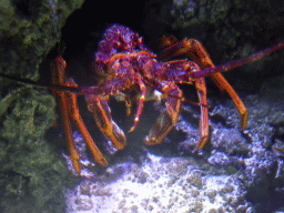 Lobster at the Mangroves and Rockpools at the Sea Life Melbourne Aquarium