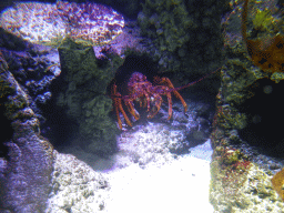 Lobster at the Mangroves and Rockpools at the Sea Life Melbourne Aquarium