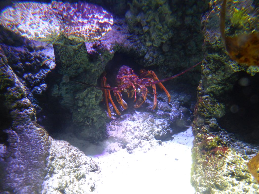 Lobster at the Mangroves and Rockpools at the Sea Life Melbourne Aquarium