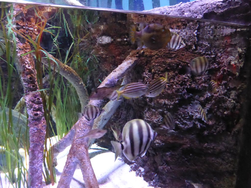 Fish at the Mangroves and Rockpools at the Sea Life Melbourne Aquarium