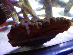 Shells at the Mangroves and Rockpools at the Sea Life Melbourne Aquarium