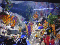 Fish and corals at the Shipwreck Explorer at the Sea Life Melbourne Aquarium