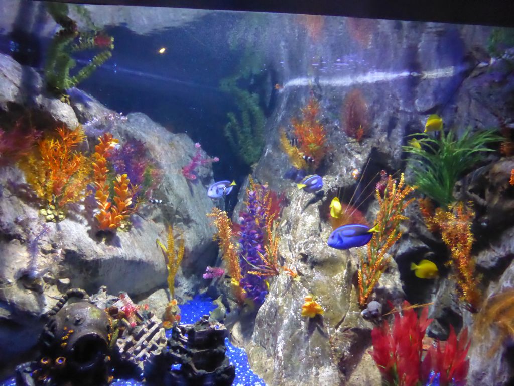 Fish and corals at the Shipwreck Explorer at the Sea Life Melbourne Aquarium