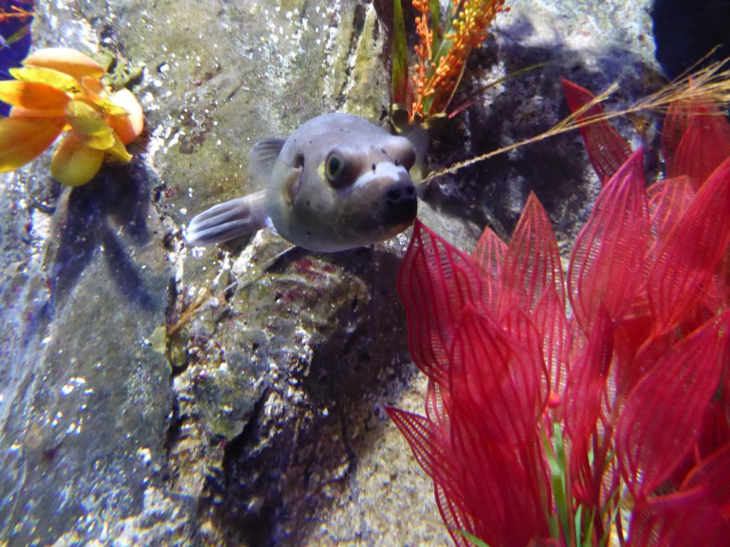 Fish and corals at the Shipwreck Explorer at the Sea Life Melbourne Aquarium