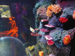 Corals, sea anemones and fish at the Shipwreck Explorer at the Sea Life Melbourne Aquarium