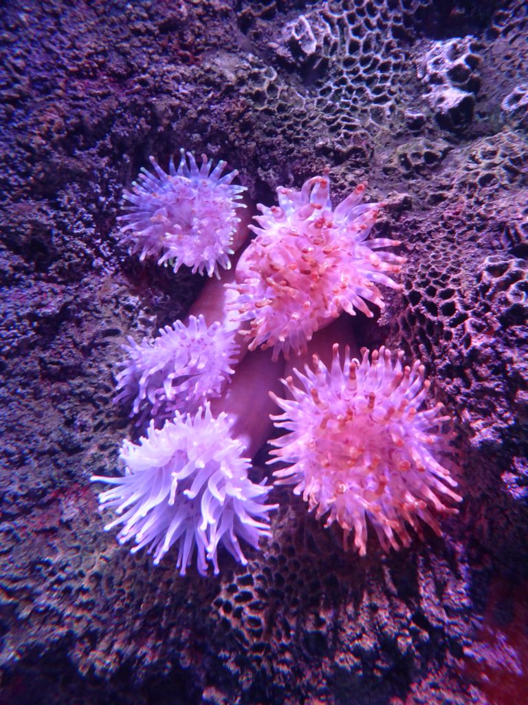 Sea anemones at the Shipwreck Explorer at the Sea Life Melbourne Aquarium
