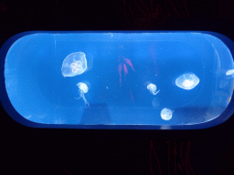 Moon Jellies at the Coral Caves at the Sea Life Melbourne Aquarium