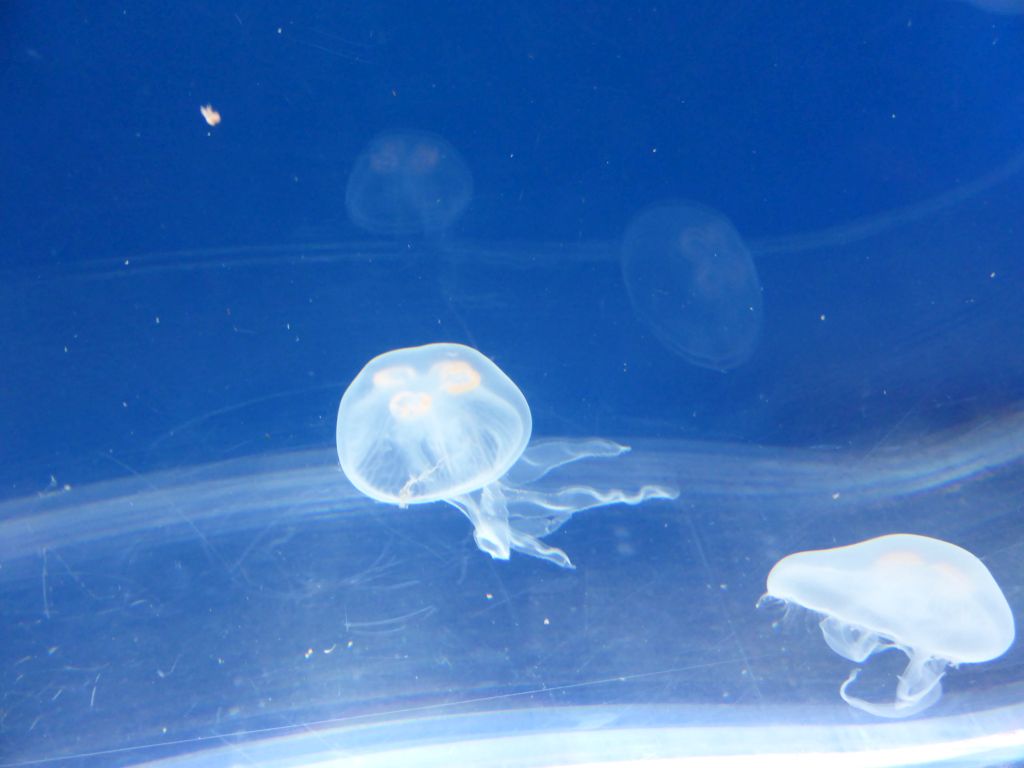 Moon Jellies at the Coral Caves at the Sea Life Melbourne Aquarium