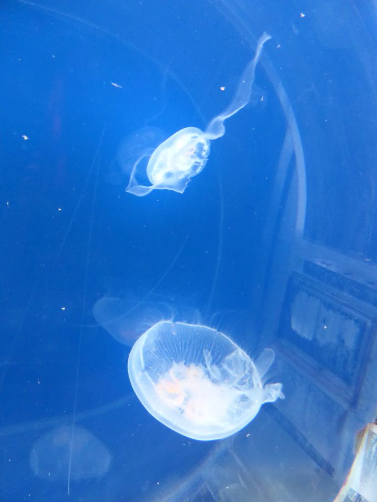 Moon Jellies at the Coral Caves at the Sea Life Melbourne Aquarium