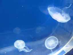 Moon Jellies at the Coral Caves at the Sea Life Melbourne Aquarium