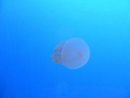 Moon Jelly at the Coral Caves at the Sea Life Melbourne Aquarium