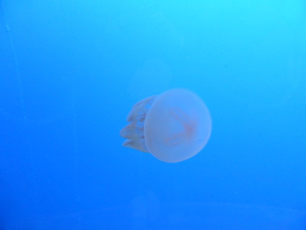 Moon Jelly at the Coral Caves at the Sea Life Melbourne Aquarium