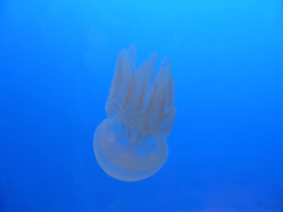 Moon Jelly at the Coral Caves at the Sea Life Melbourne Aquarium