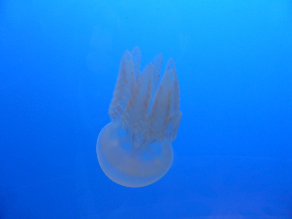 Moon Jelly at the Coral Caves at the Sea Life Melbourne Aquarium