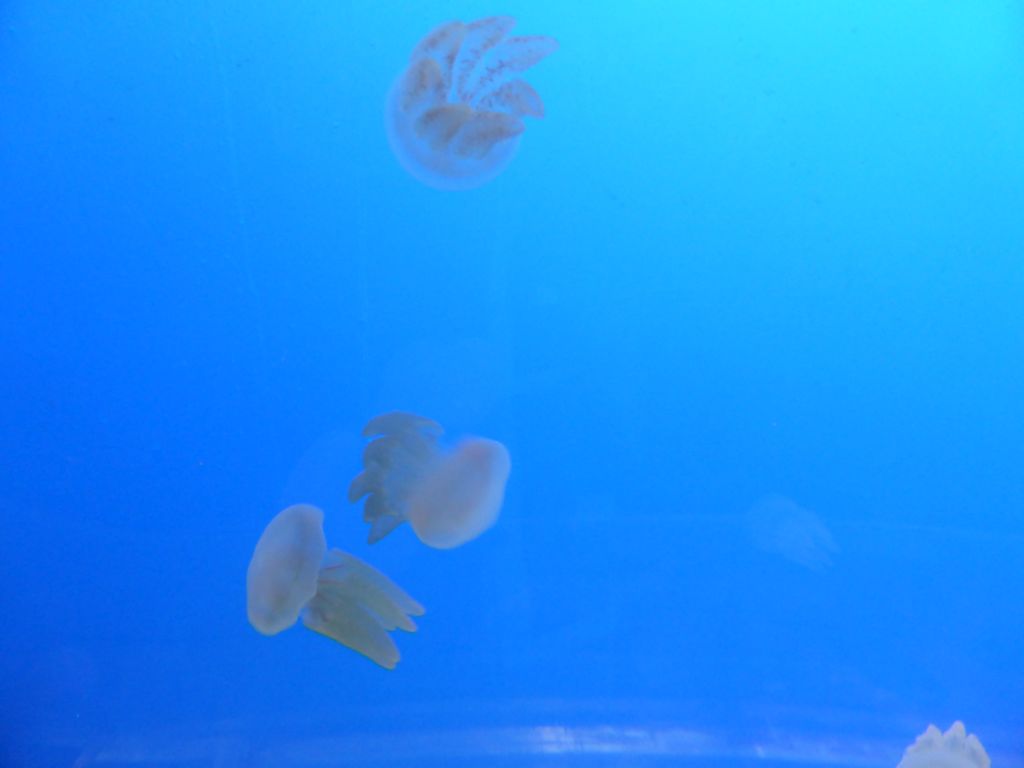 Moon Jellies at the Coral Caves at the Sea Life Melbourne Aquarium