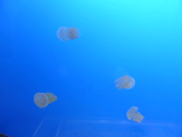 Moon Jellies at the Coral Caves at the Sea Life Melbourne Aquarium
