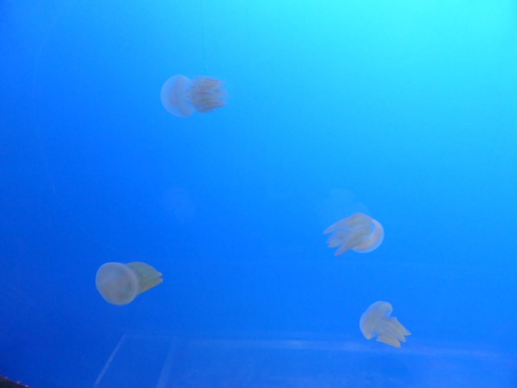 Moon Jellies at the Coral Caves at the Sea Life Melbourne Aquarium